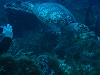 Diving in Cozumel